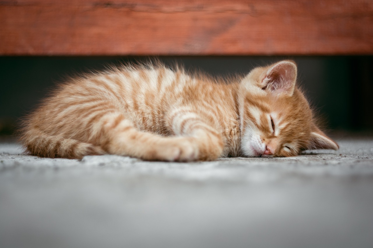 睡眠サプリの効果を比較するためのポイントは？