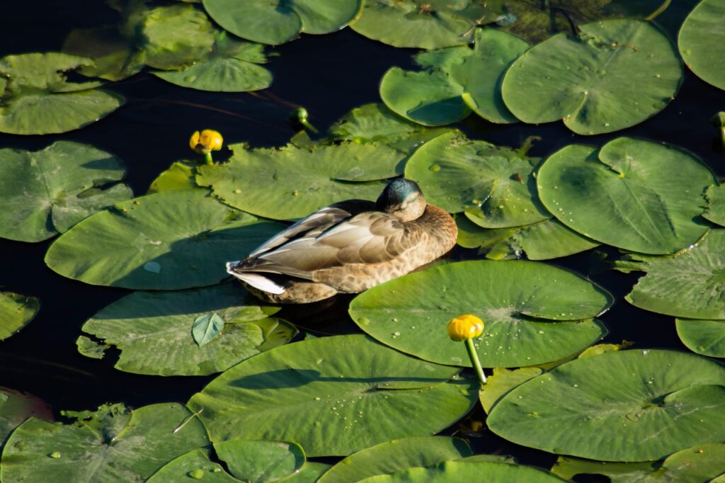 アロマを使った不眠解消法にはどんなものがある？