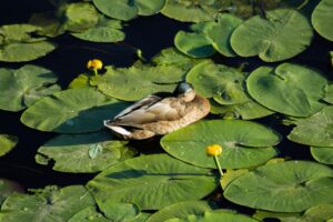 アロマを使った不眠解消法にはどんなものがある？