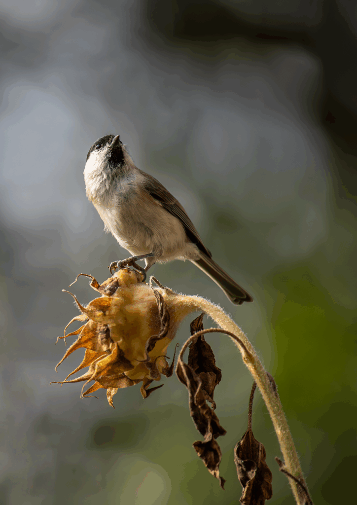 不眠に効くツボを押すことで得られる効果とは？