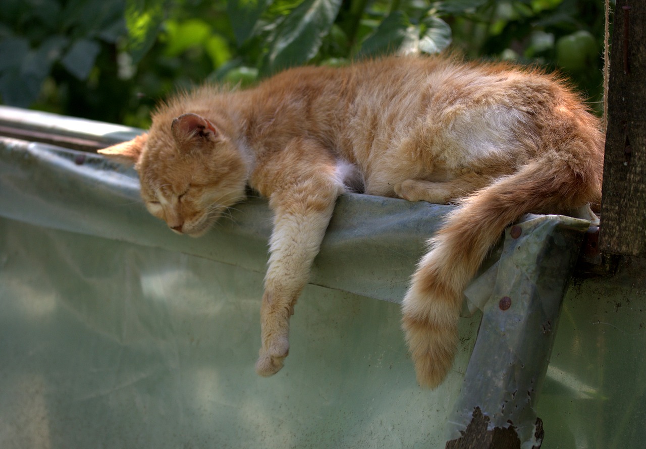 不眠症に効果的なサプリメントは何がある？