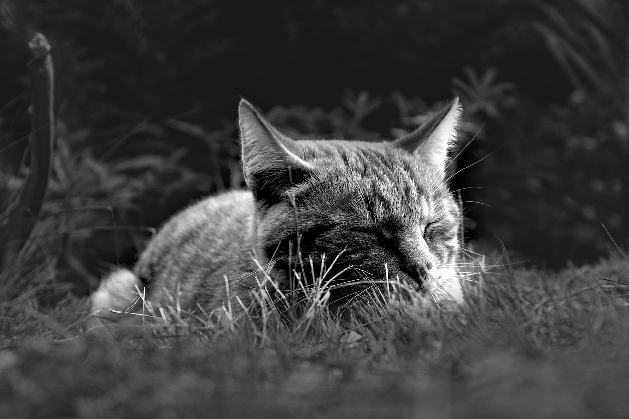 呼吸法を活用して睡眠の質を向上させる方法は？