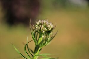 バレリアンの効果はどのように実感できるのか？