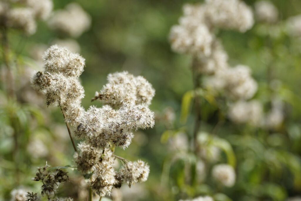 バレリアンサプリの効果は本当にあるのか？