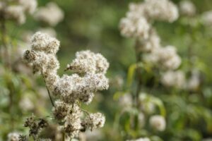 バレリアンサプリの効果は本当にあるのか？