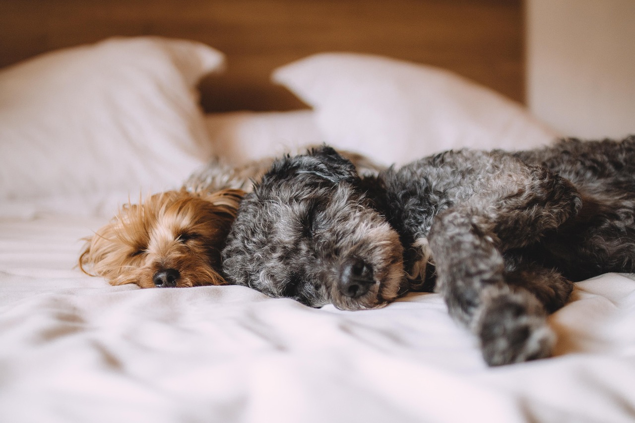 睡眠サプリは本当に効果なしなのか、その真相とは？