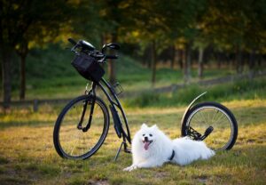 ペットの夜鳴きが原因で眠れない時の対処法は？