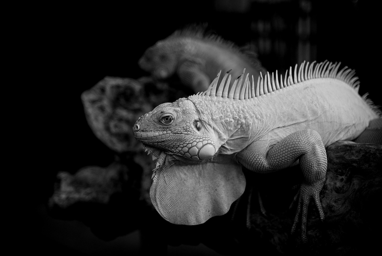 耳鳴りと不眠の原因は一体何なのか？