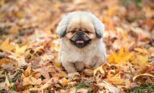 不眠症のCBTによる効果的な説明とは？