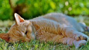 不眠症で寝つきが悪い時に試すべき対策は？