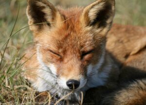 不眠症の治療におすすめのクリニックはどこですか？