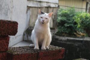 不眠症を治すための瞑想方法は？
