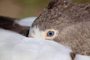 睡眠障害のオンライン診療は本当に効果的？口コミからわかる実態とは？